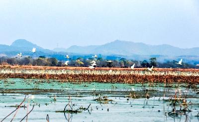 【回眸“十四五”⑧】赤壁逐绿而行 生态焕新