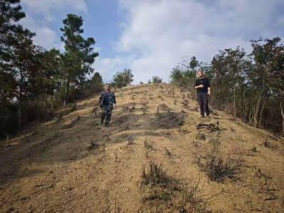 为青山披上“防火甲” 官塘驿林场完成2025年度防火线高标准验收