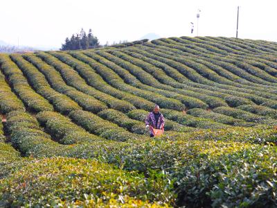 赤壁：冬日暖阳照茶山 管护正忙候春来