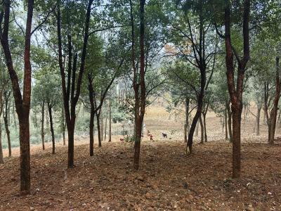 湖北赤壁：“林改赋能+产业融合”激活国有林场新活力