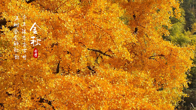 赤壁深秋藏胜景 千年银杏立古村