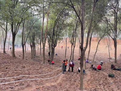 投资入股+保底回收 两山投资公司启动林下淫羊藿种植项目