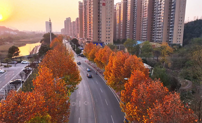 湖北赤壁：东洲大道梧桐黄 暖阳穿叶入画卷