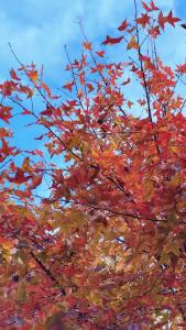 愿你心怀暖阳，不惧岁寒，冬至安康