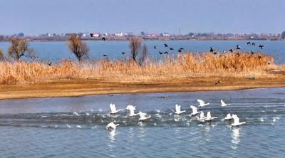 湖北赤壁：绿水长流 万鸟和鸣