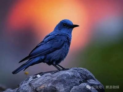 【科普知识】爱鸟护鸟，你我都是天空的守护者