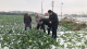 积极应对低温雨雪冰冻 农技人员田间地头指导农业防护