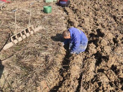 赤壁茶庵岭镇：荸荠满田垄 采收正当时