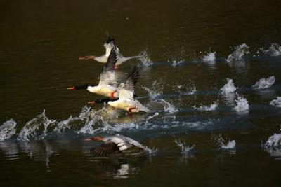 爱鸟护鸟，共同守护“会飞的邻居”