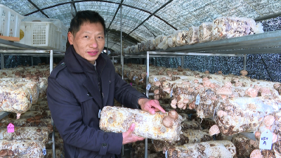 新春走基层｜斗门村：干部带头兴业 菌菇种出富路