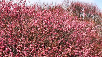 我的家乡好吃好玩好美丨湖北赤壁：梅绽香谷引客来