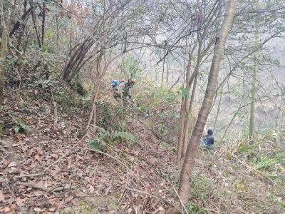 湖北赤壁：植绿护绿正当时 官塘驿林场扎实开展春季绿化造林工作