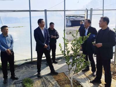 董方平调研农业项目时强调：推动农业规模化、标准化、品牌化发展  以产业升级赋能乡村全面振兴