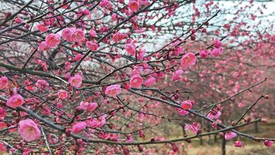 湖北赤壁：梅花盛放 如云似霞