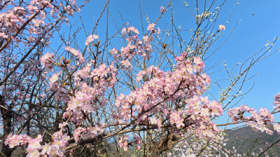 春天里·共赴春约 | 览桥！赏花！撸席！恰粑！赤壁樱花季正式开玩