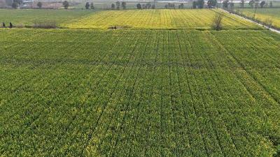 赤壁：无人机作业 “一促四防”保油菜丰产丰收