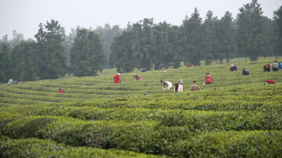 春天里·万象“耕”新 | 抢采明前茶 羊楼洞茶场进入采收旺季
