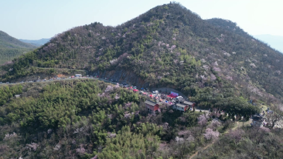 春天里·共赴春约 | 万亩野樱渐次盛开 游客尽享最美春色