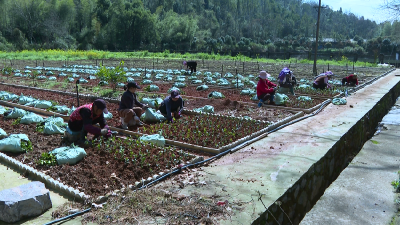 春天里·万象“耕”新｜丁母山育苗基地：育新苗 绘新景