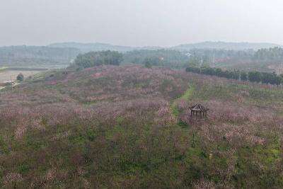 春天里·共赴春约 | 正是最佳赏花期！沧湖普安村百亩桃花开