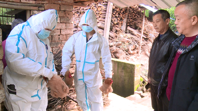 “六到”标准 逐村逐户 市农业农村局持续推进重大动物疫病防控