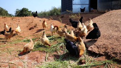 贯彻落实“新春第一会”精神 | 农行赤壁市支行：金融活水 惠农助企