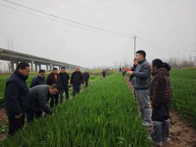 湖北赤壁：筑牢夏粮丰收防线 加强油菜小麦病虫害防控