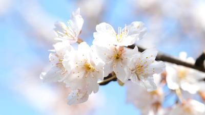 湖北赤壁：樱花渐次盛开 山野尽染芳菲