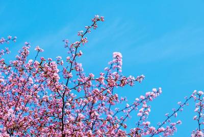 春天里·共赴春约 | 刷屏预警！赤壁春日赏花图鉴来了