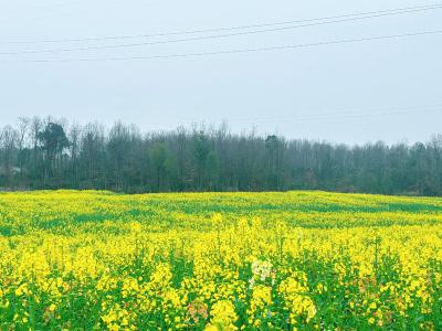 湖北赤壁：此时已是百花开 共赴芳约踏春来