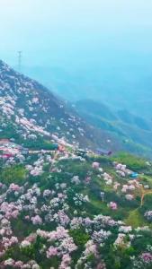 4万亩野樱花解锁赤壁春日浪漫