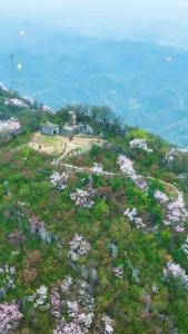 赤壁葛仙山万亩野樱花邀大家奔向春天