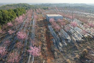 赤壁：大山樱盛放 油茶树扎根