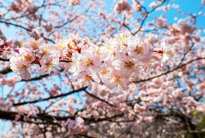 春天里·共赴春约 | 3.14开幕！赤壁葛仙山万亩野樱，迎来最美花期