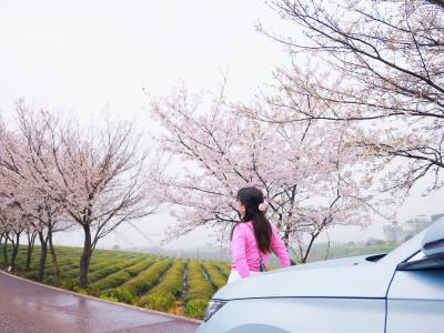 春天里·共赴春约 | 赤壁：春雨润茶园 茶香漫远山
