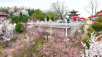 野樱朵朵“流量”满格 赏花经济“增量”可观