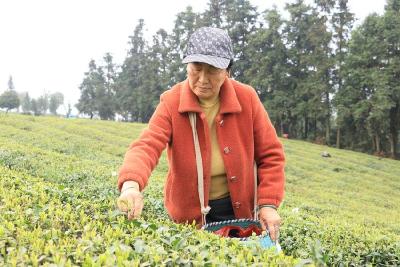 湖北赤壁：明前茶韵浓 劳作绘新景 羊楼洞茶场春日“丰收忙”