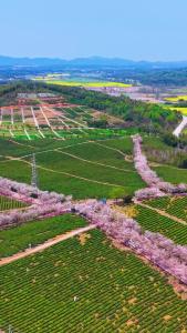 春日里的万亩茶园，别样浪漫