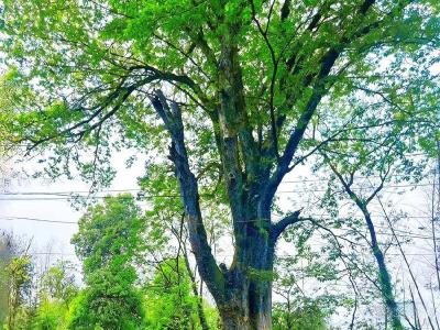 凤凰山社区百年古树挂上专属“身份证”