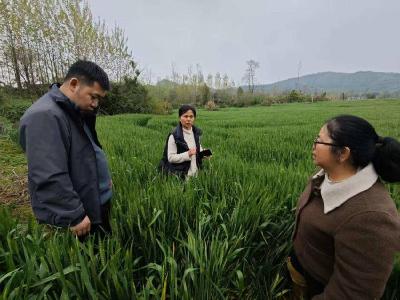 春天里·万象“耕”新 | 田间“把脉”开良方 赤壁农技人员下乡护航粮油丰收