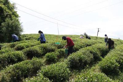 “青采春茗·茶乡有约” 赤壁市多部门联合开展联谊交友活动
