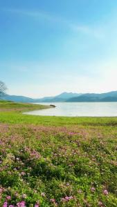 赤壁红林山林场，竟藏着一片紫云英花海