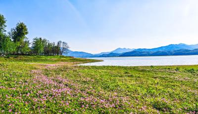 湖北赤壁：林藏春日景 山铺紫云英