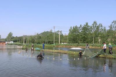 水上春耕正当时 赤壁五洪山村热带鱼苗销售迎来旺季
