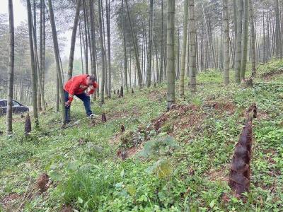 护笋防火守清明 赤壁官塘驿林场守护绿色家园