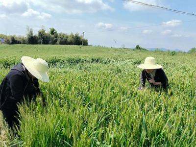 抢抓“窗口期”！赤壁扎实推进小麦赤霉病防控工作