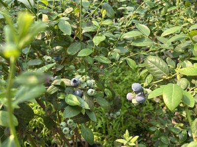 沧湖蓝莓即将开园采摘