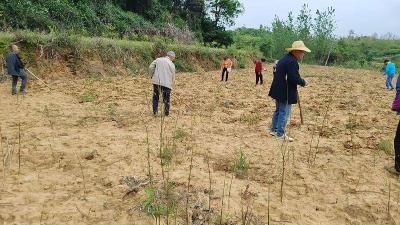 晴好天气抢农时 普安村400亩流转土地忙耕种