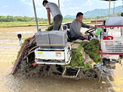 春天里·万象“耕”新 | “三新”技术落地田间 赤壁全面推进水稻科学施肥