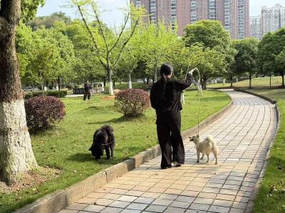 文明养犬 为城市加分